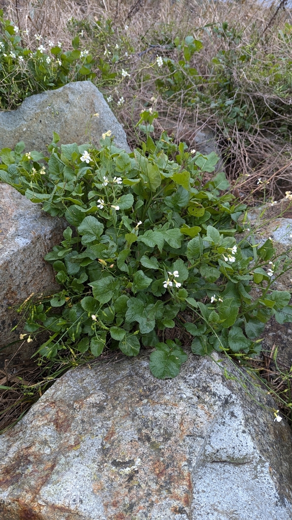 Form in November in British Columbia, Canada