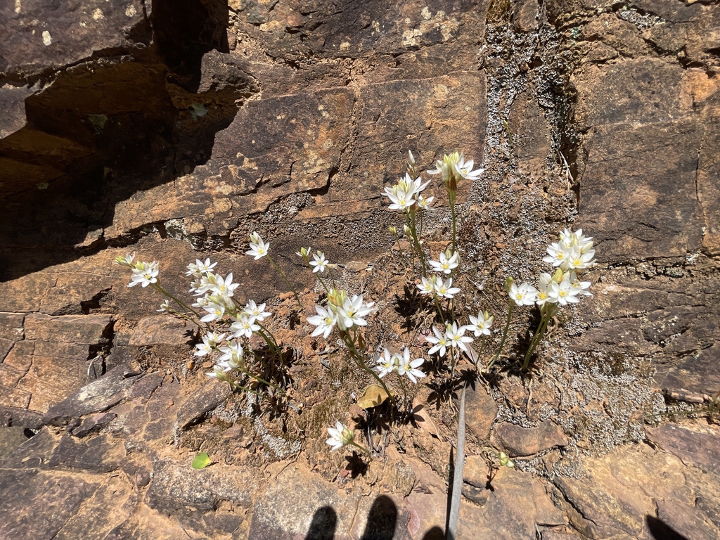 Form in November in Cape Town County, South Africa
