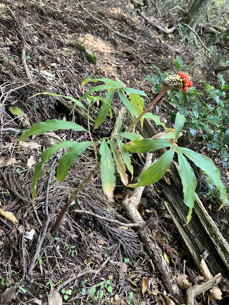 Compound leaves and a fruiting spadix bearing red berries.