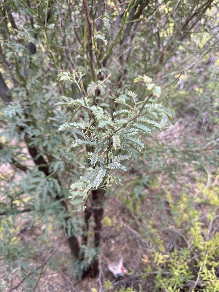 Form in November in Maui County, Hawaii
