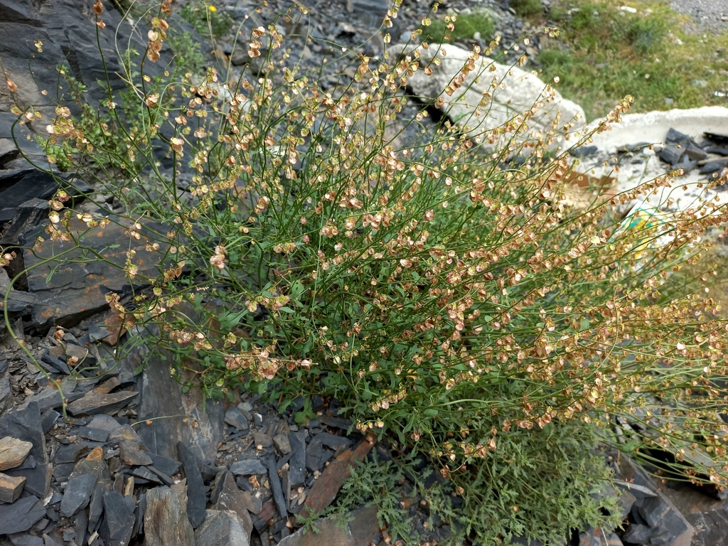 Form in November in North Ossetia, Russia