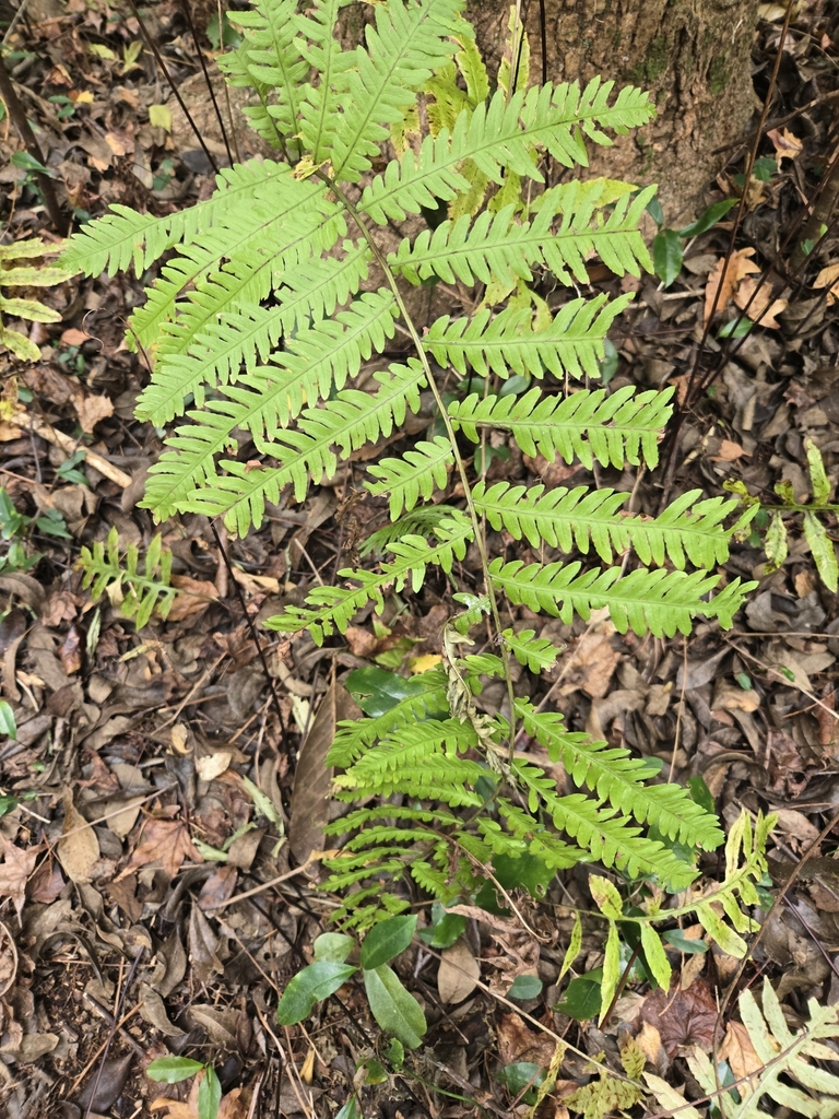 Form in November in New Hanover County, North Carolina
