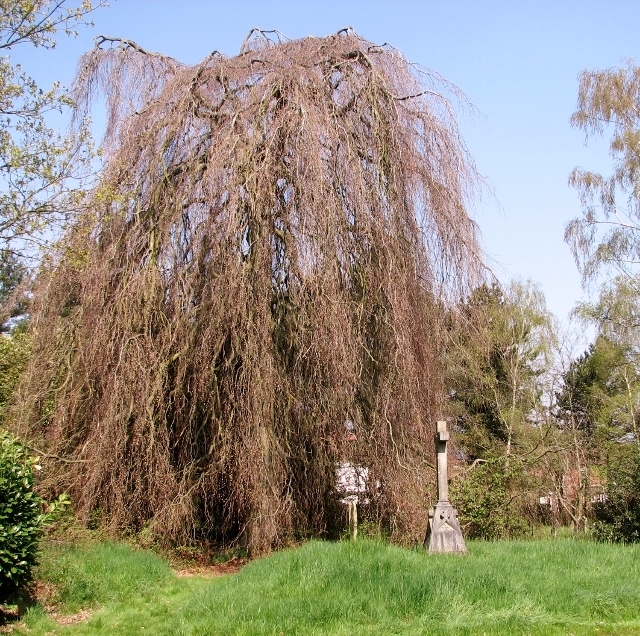 Form in November in Norwich, United Kingdom