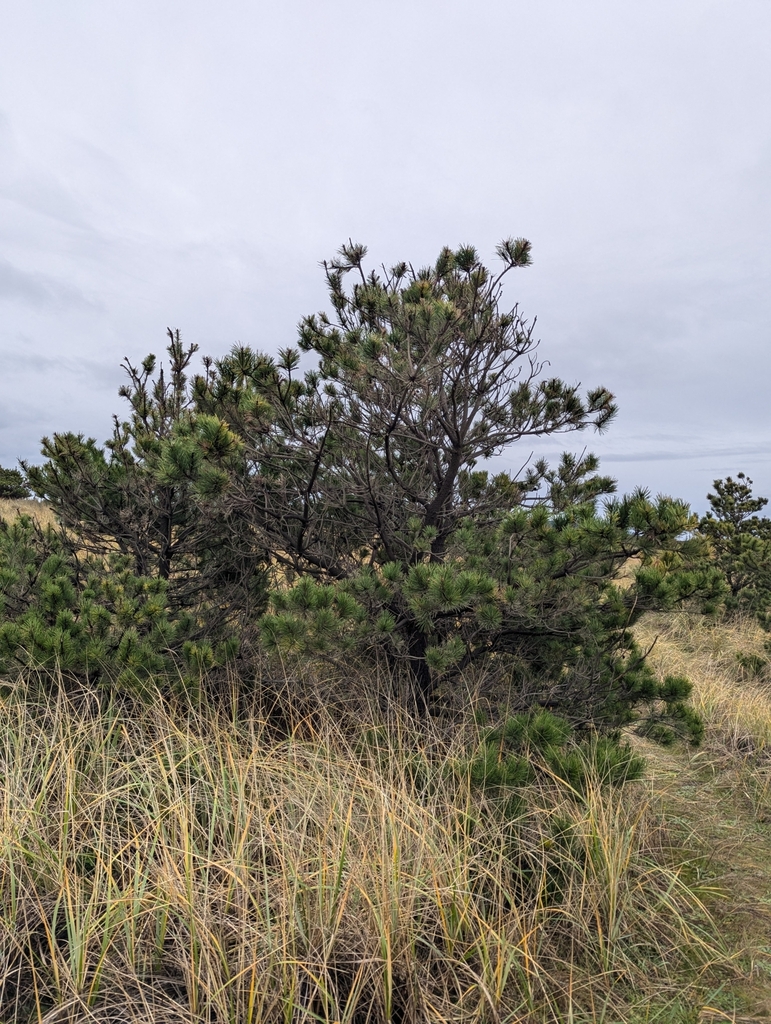 Form in November in Pacific County, Washington