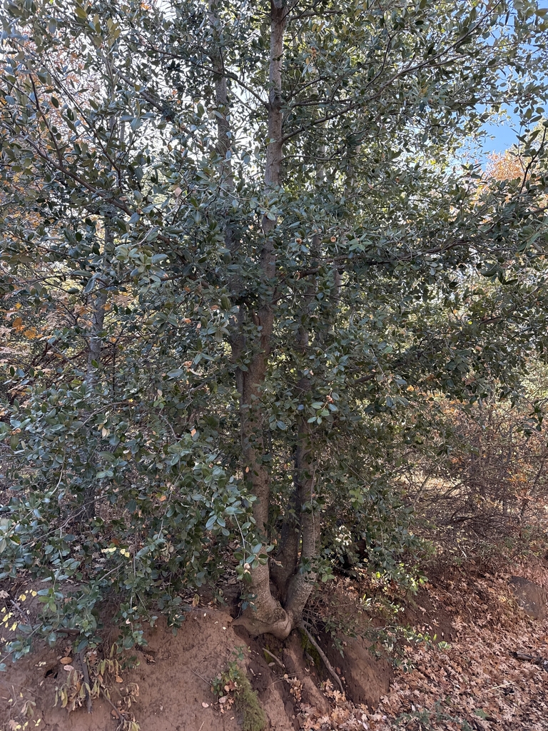 Form in November in San Diego County, California