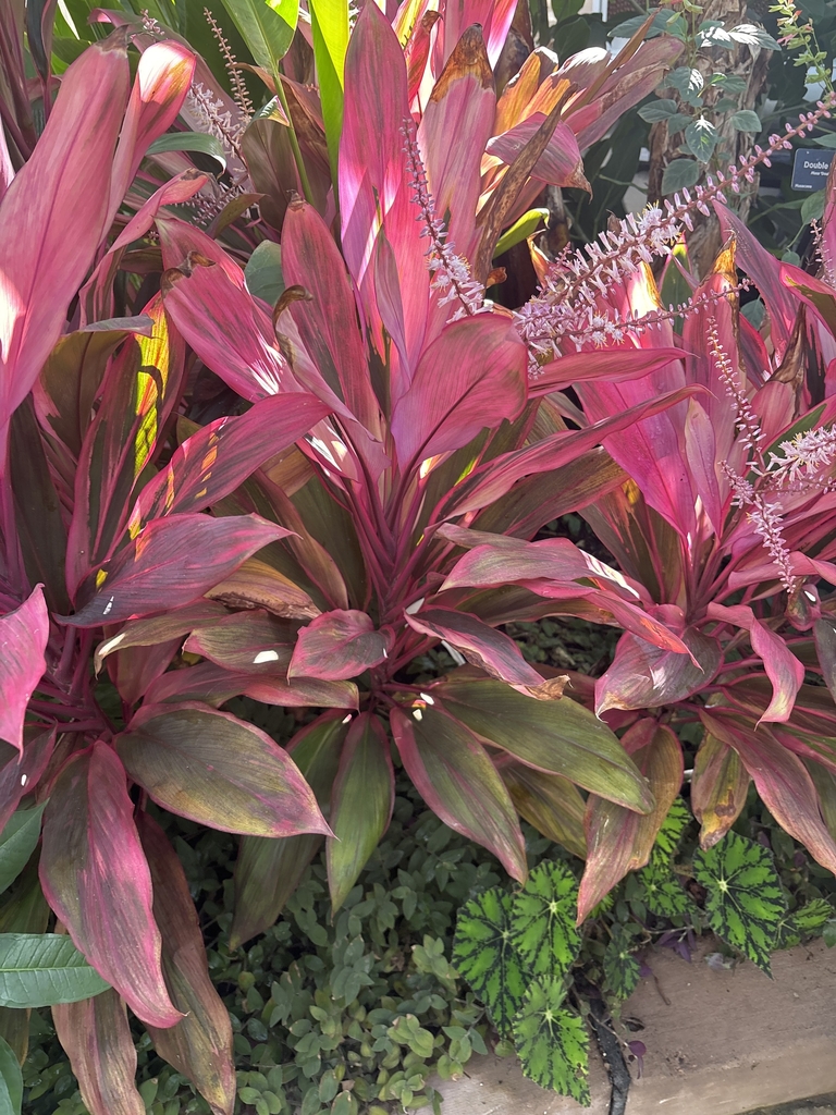 Strappy leave variegated pink and green