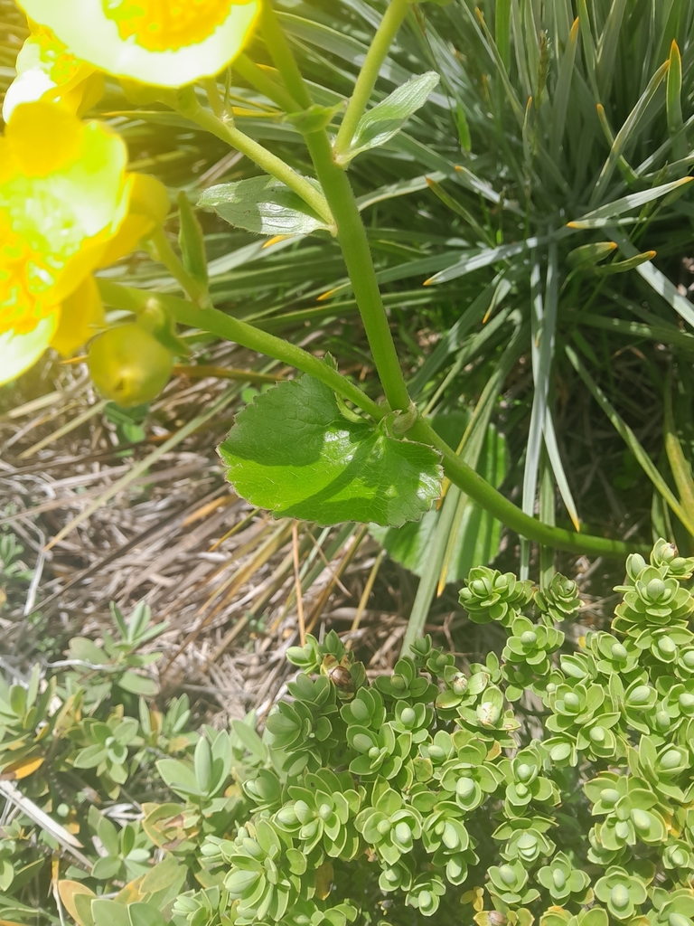 Form in November in Tasman District, New Zealand