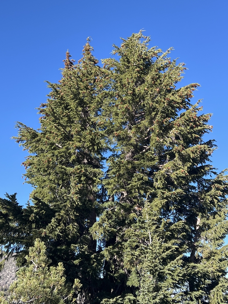 Form in November in Washoe County, Nevada
