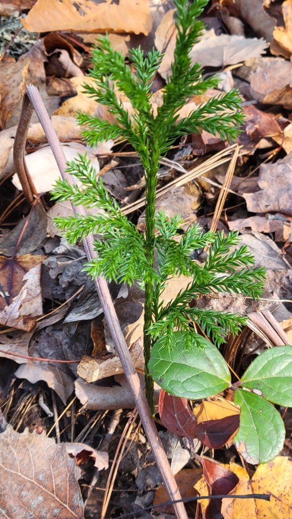 Form in October in Alger County, Michigan