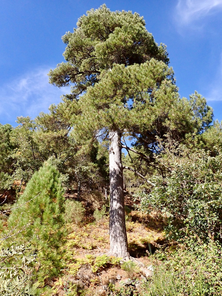 Form in October in Avila, Spain