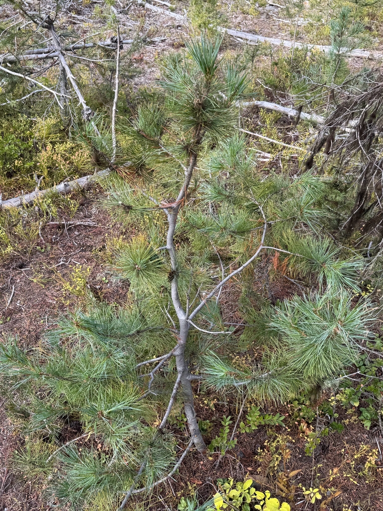 Form in October in British Columbia in Canada
