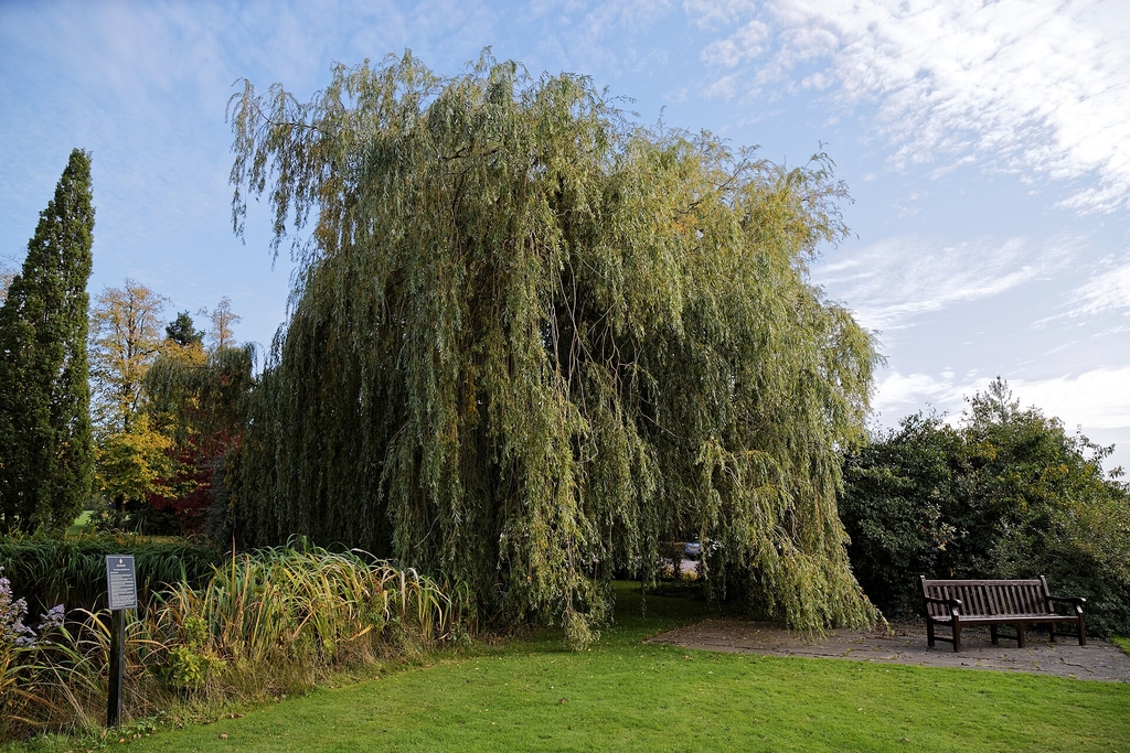 Form in October in Beal Arboretum, London