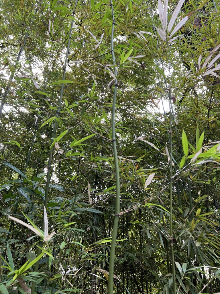 Form in October in Central and West District, Hongkong