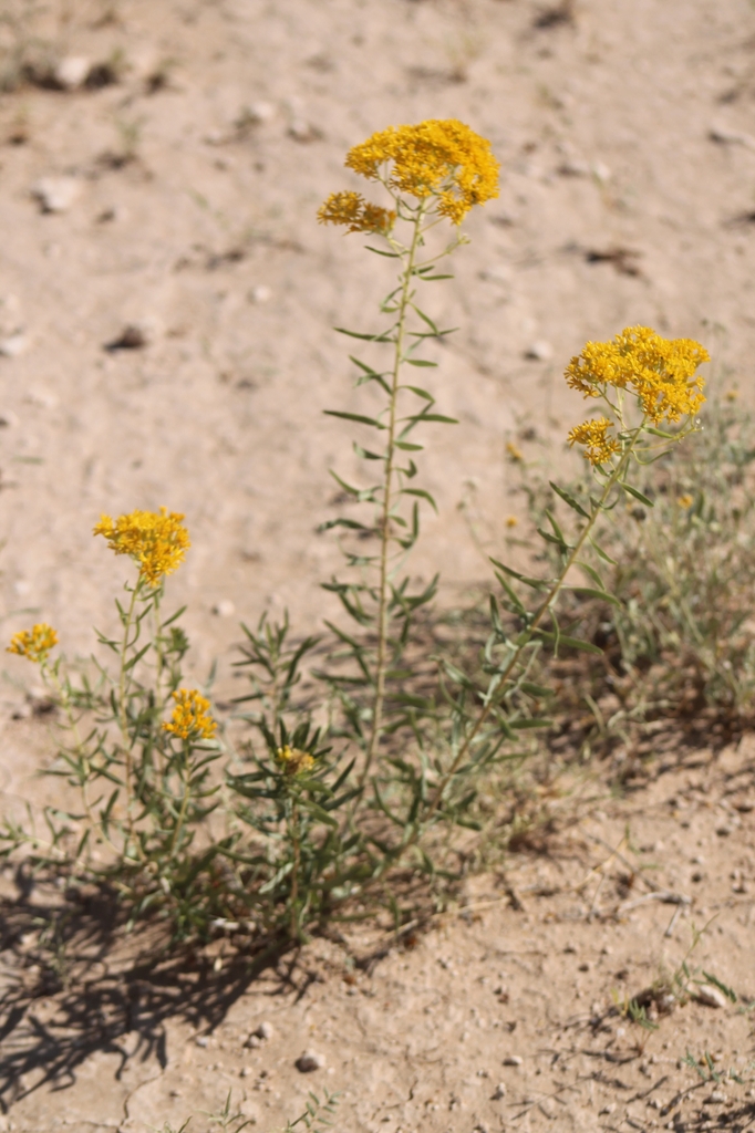 Form in October in Chihuahua, Mexico