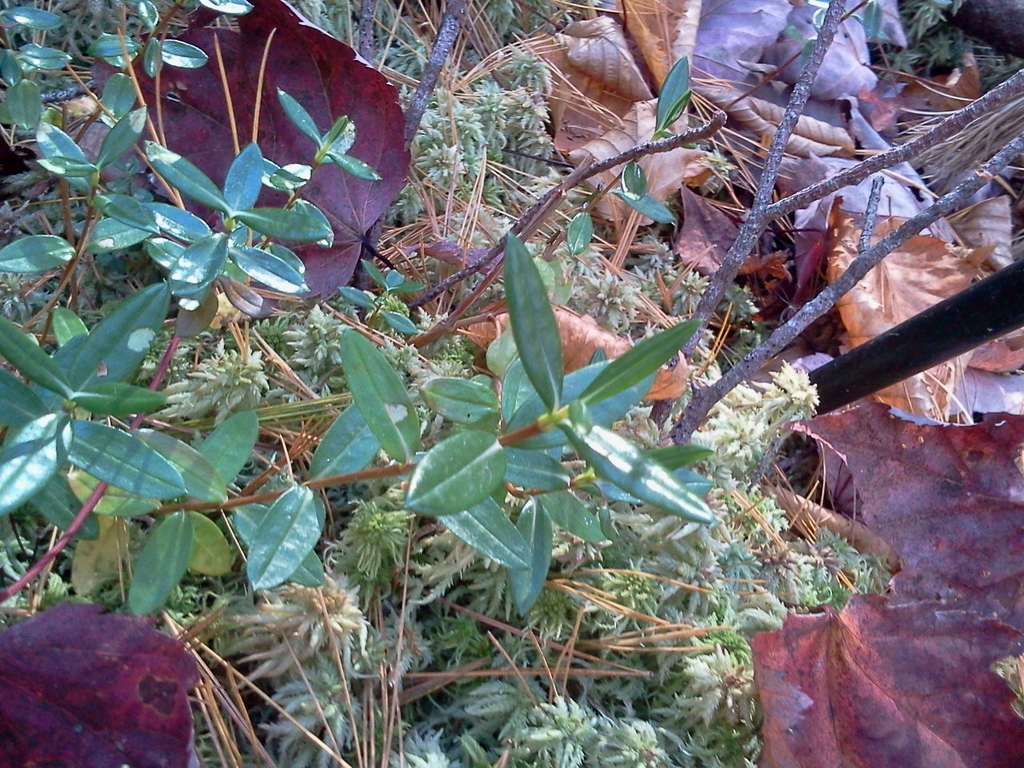 Form in October in Chippewa County in Wisconsin
