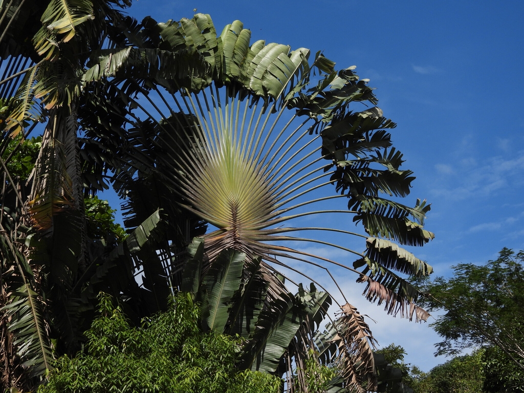 Form with large fan-like palm leaves in October in Colon, Panama