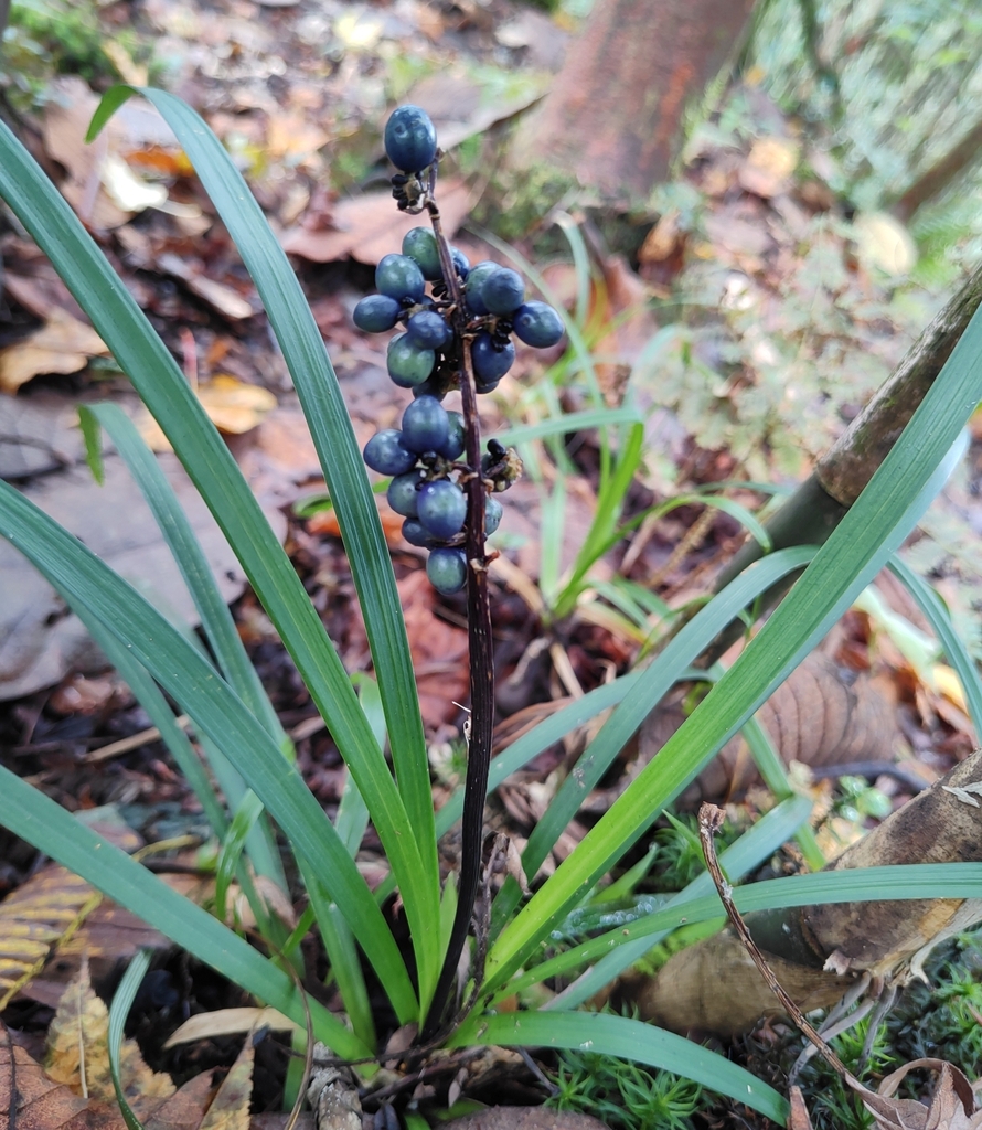 Form in October in Darjeeling, India