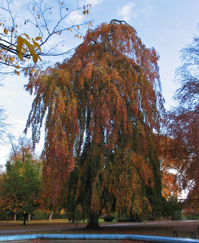 Form in October in Germany