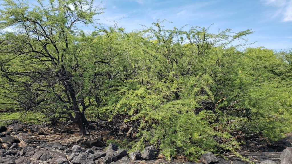 Form in October in Hawaii County, Hawaii