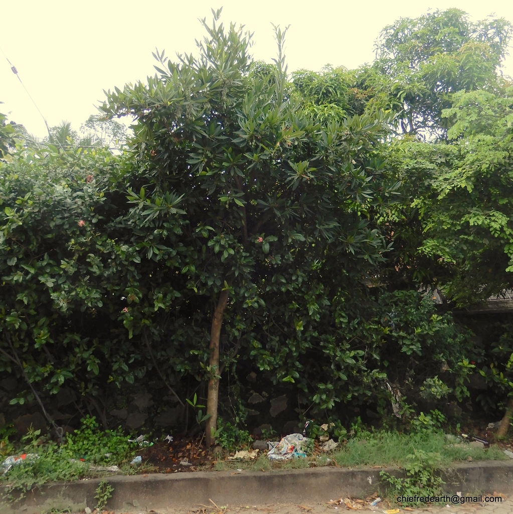 Form in October in Kerala, India