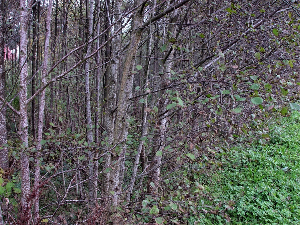 Form in October in Lancashire County, England