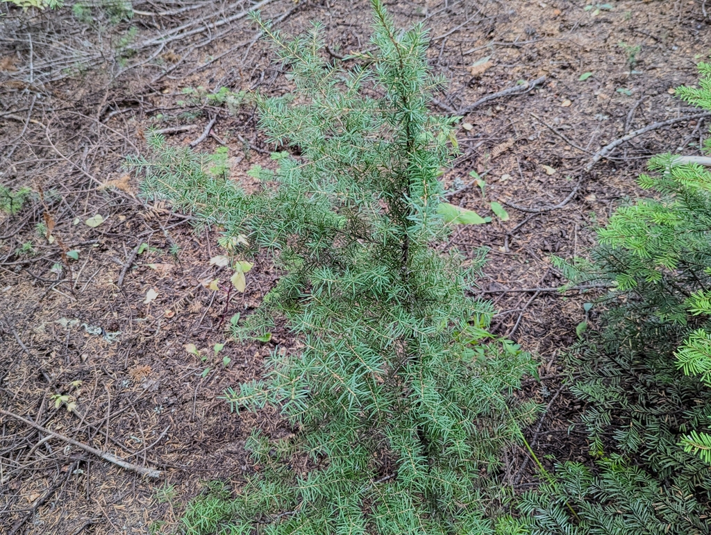 Form in October in Linn County, Oregon