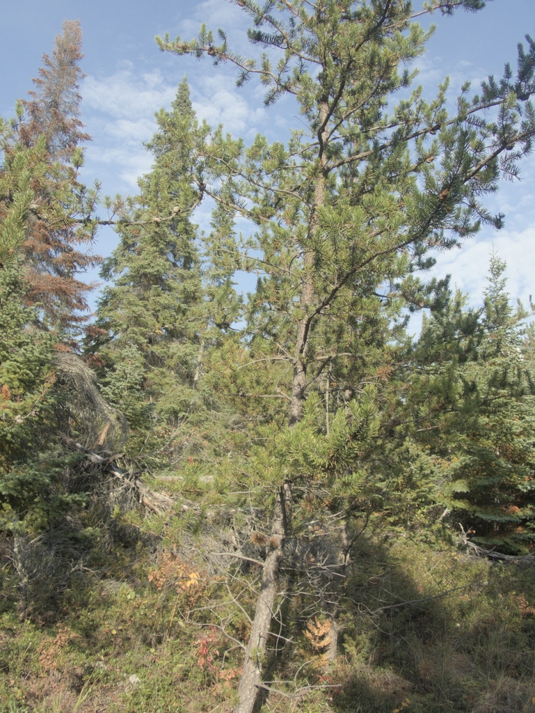 Form in October in Manitoba, Canada