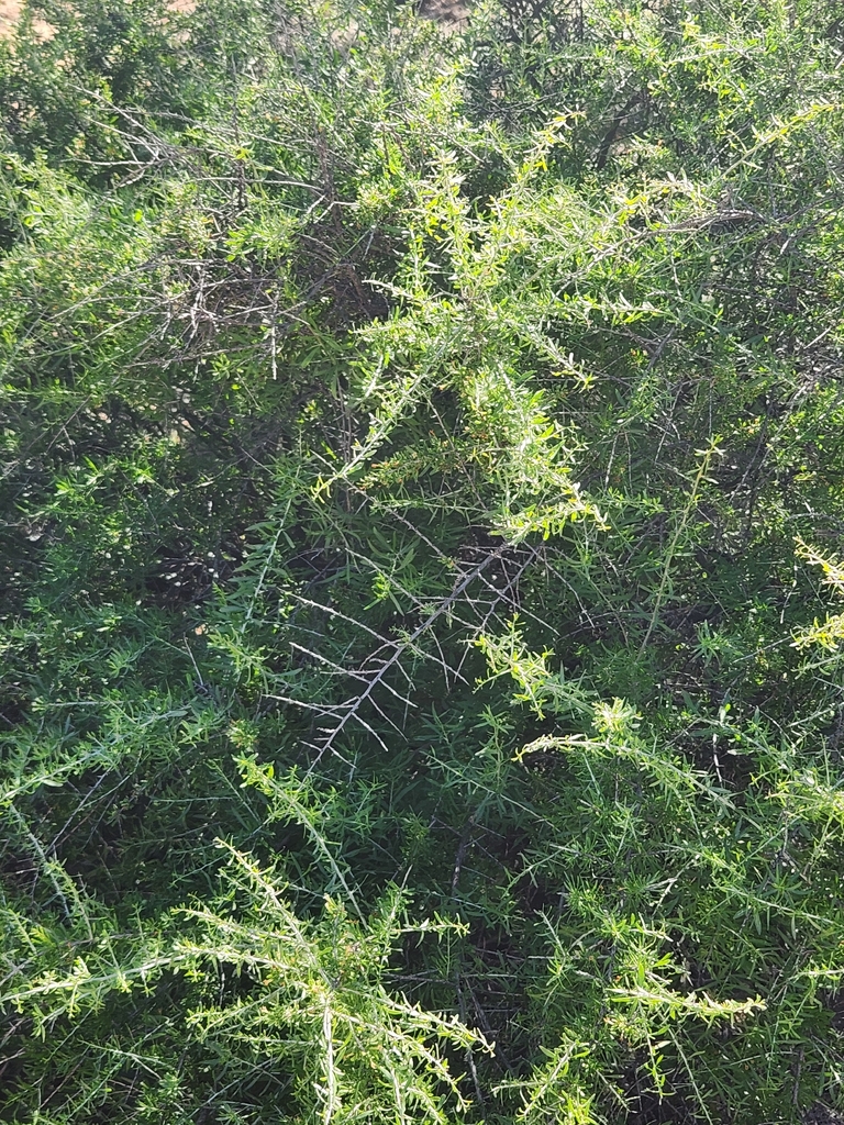 Form in October in Maricopa County, Arizona