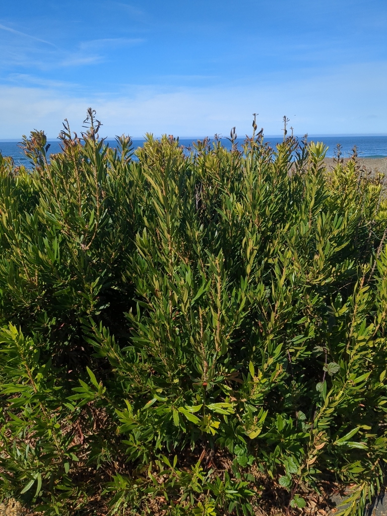 Form in October in Mendocino County, California