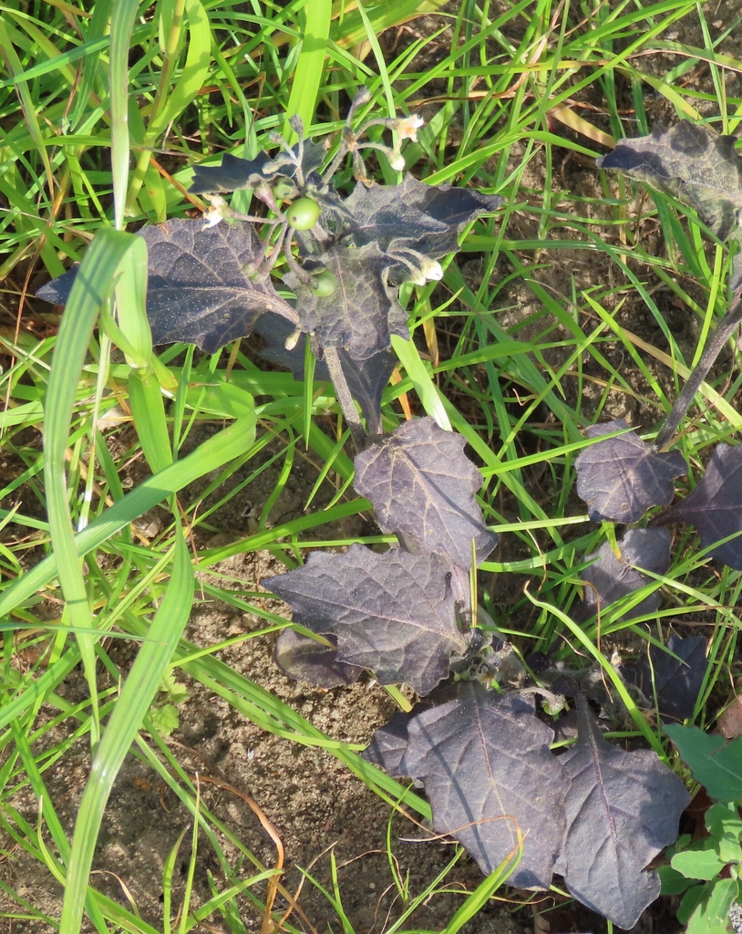 Form in October with dark leaves in Moscow, Russia
