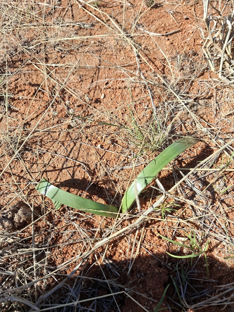 Young plant with two long green leaves. October. South Africa