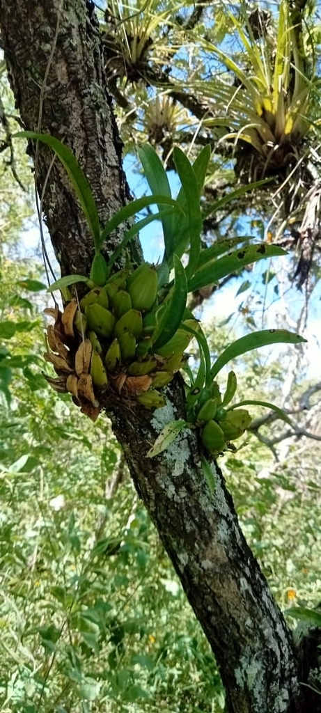 Form on a tree trunk in October. Oaxaca, Mexico