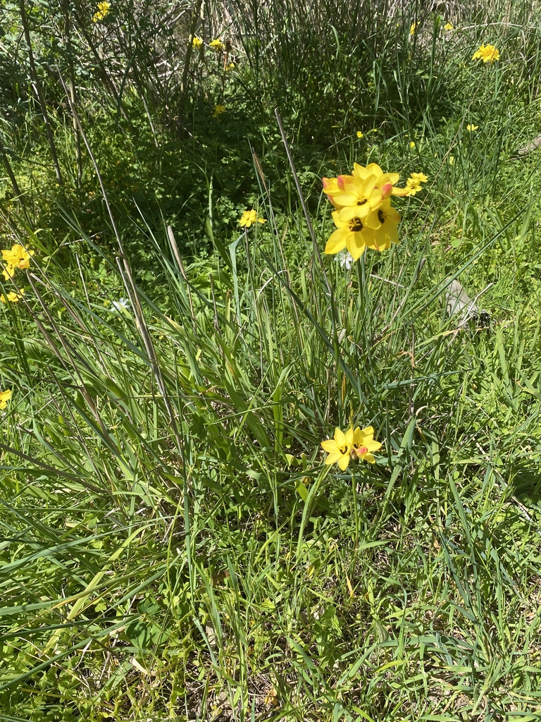 Form in October in Onkaparing in Australia