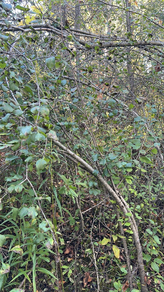 Form in October in Ontario, Canada