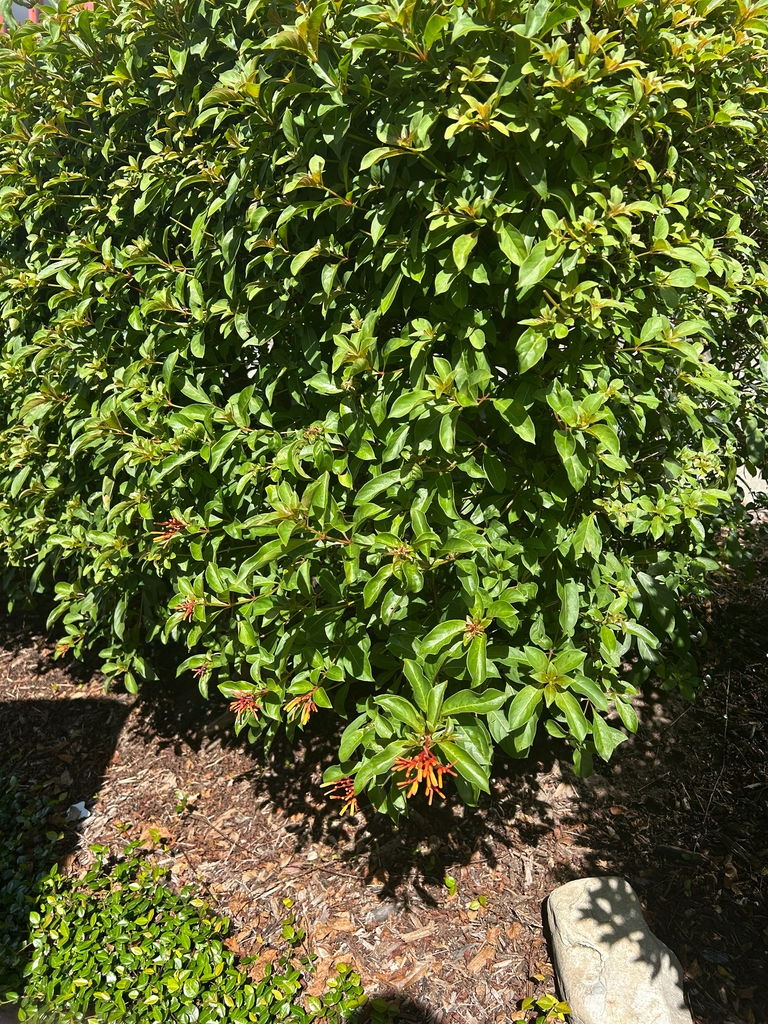 Form in October in Orange County, Florida