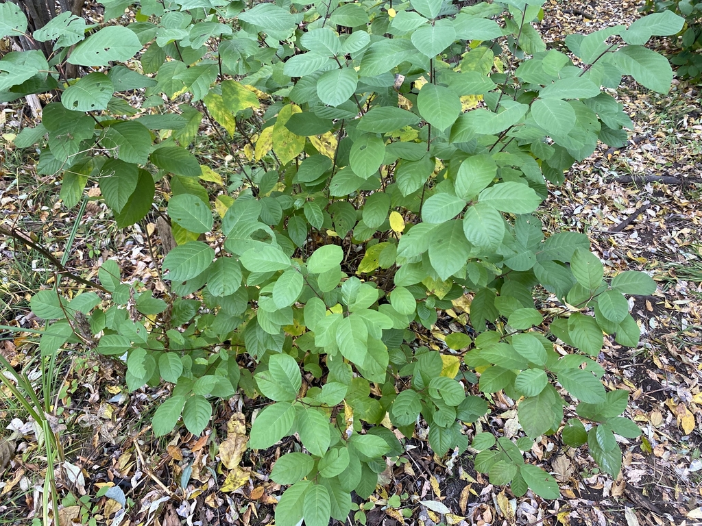 Form in October in Ottawa, Canada