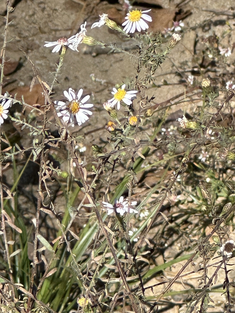 bushy plant with pale white daisy "flowers" with yellow eyes.