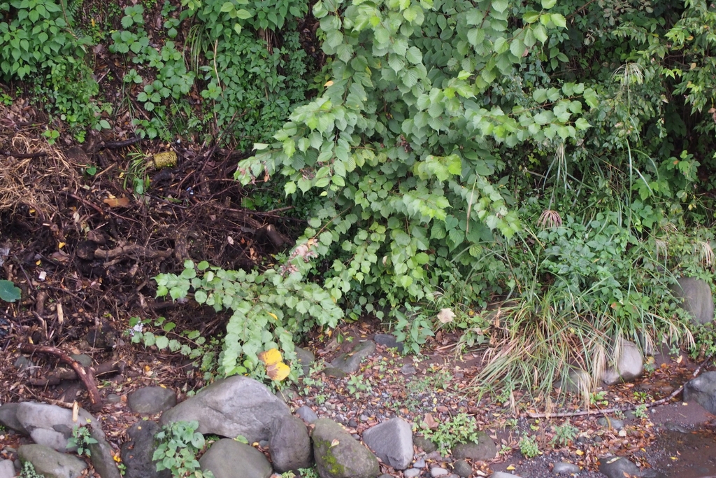 Form in October in hizuoka Prefecture_JPapan