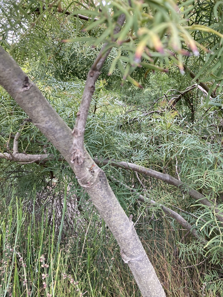 Bushy form & pinnate leaves in October in Victoria, Australia
