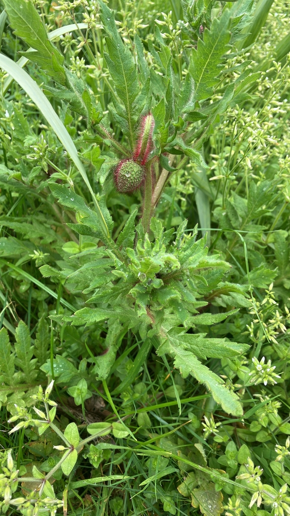 Form in October in Wellington, New Zealand