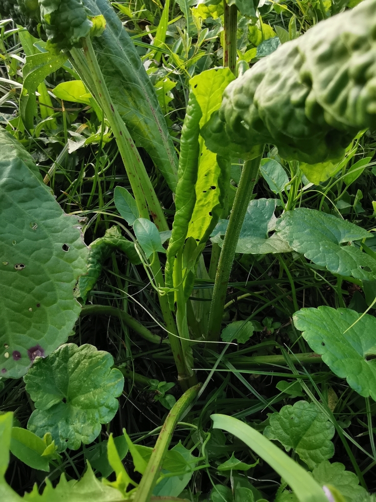 Young plant in October in Wien, Austria