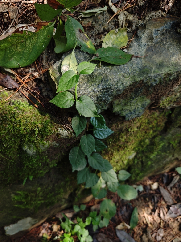 Vine climbing a rock in October. Zhejiang, China
