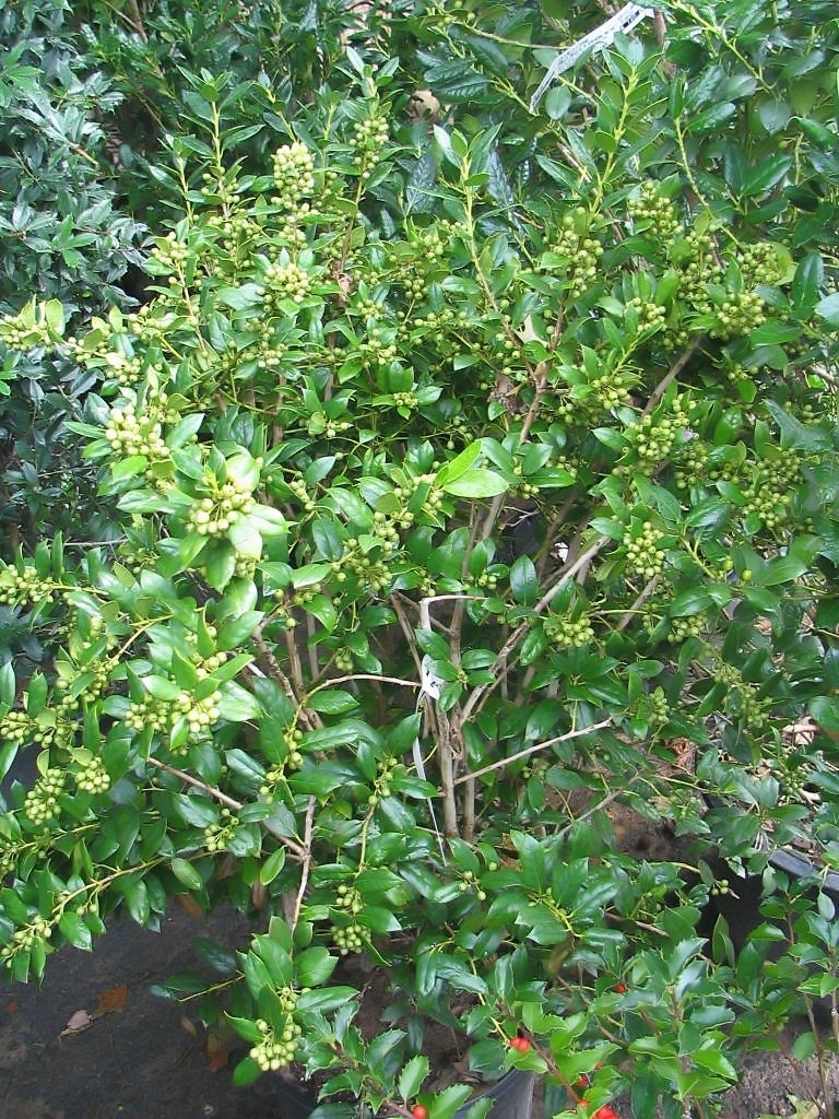 Form in September in Merrifield, Virginia