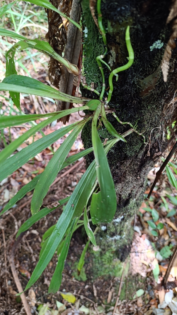 Form on tree trunk in September in Minas Geria, Brazil