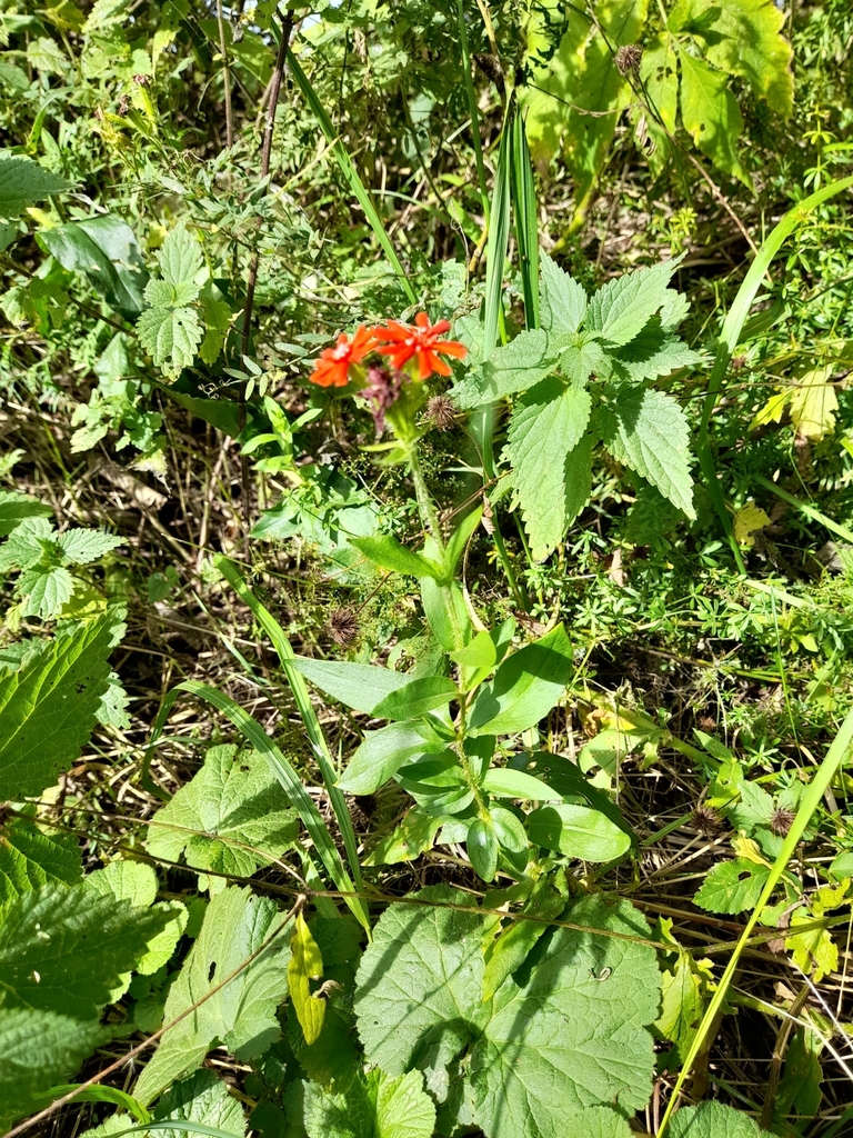 Form in September in Pskov, Russia