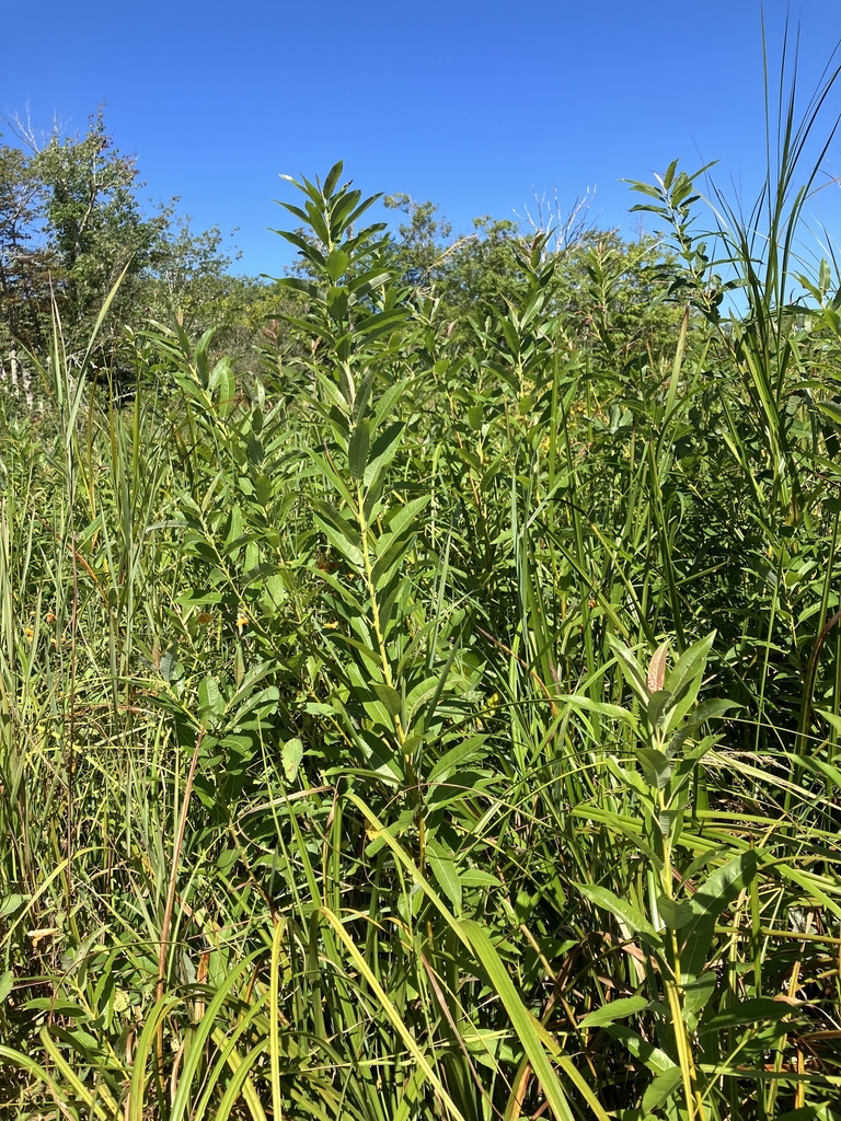 Form in September in Sagadahoc County, Maine
