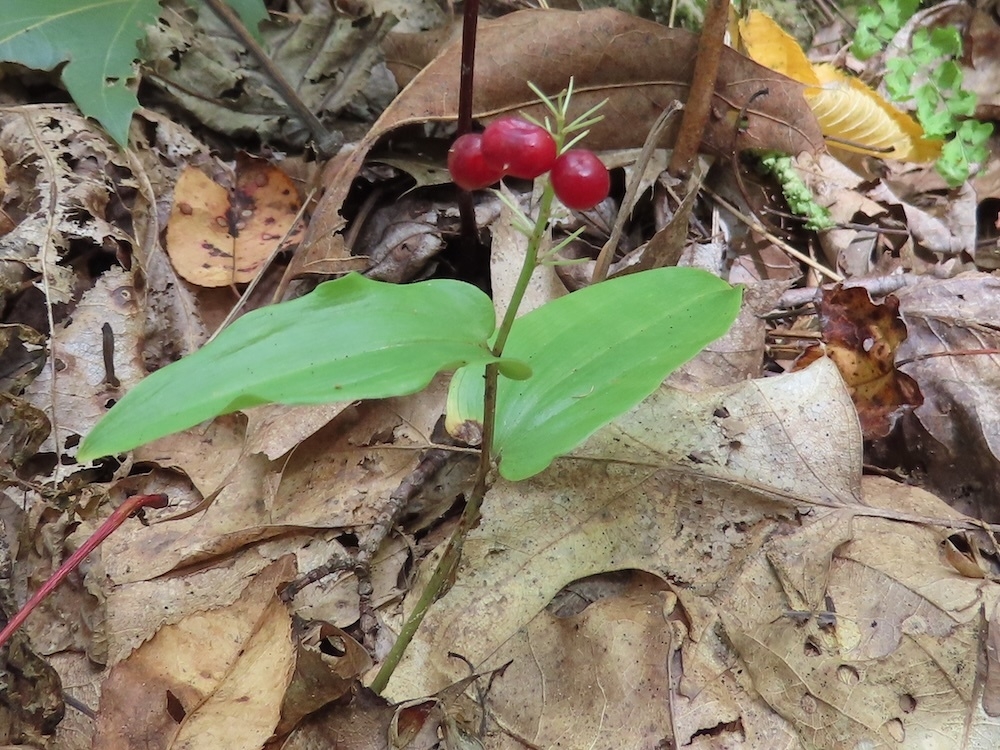 form with fruit in Venango County in Pennsylvania