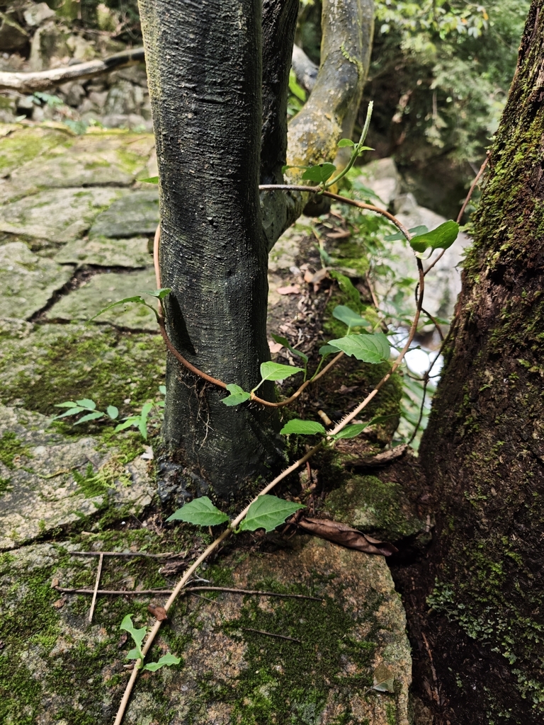 Vine circling tree trunk in September. Zhejiang, China