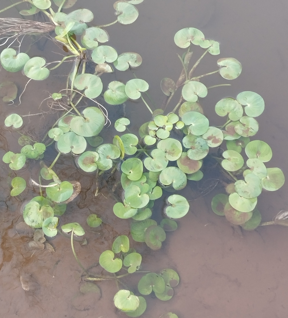 Form in September in Brazil