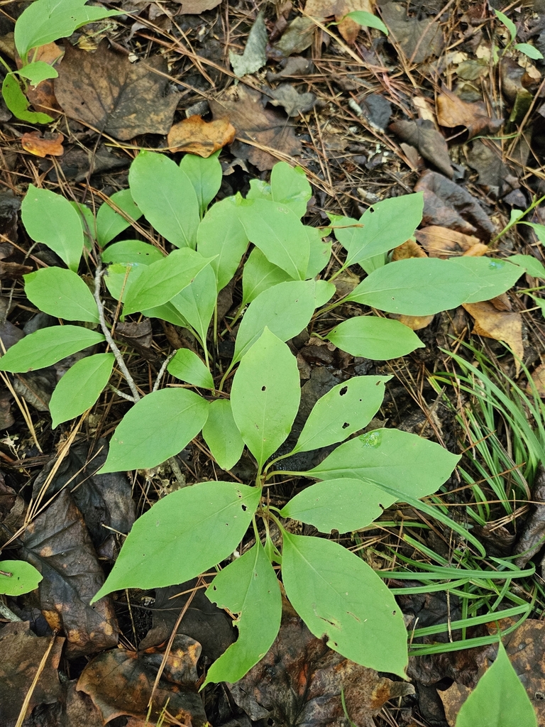 Form in September in Elmore County, Alabama